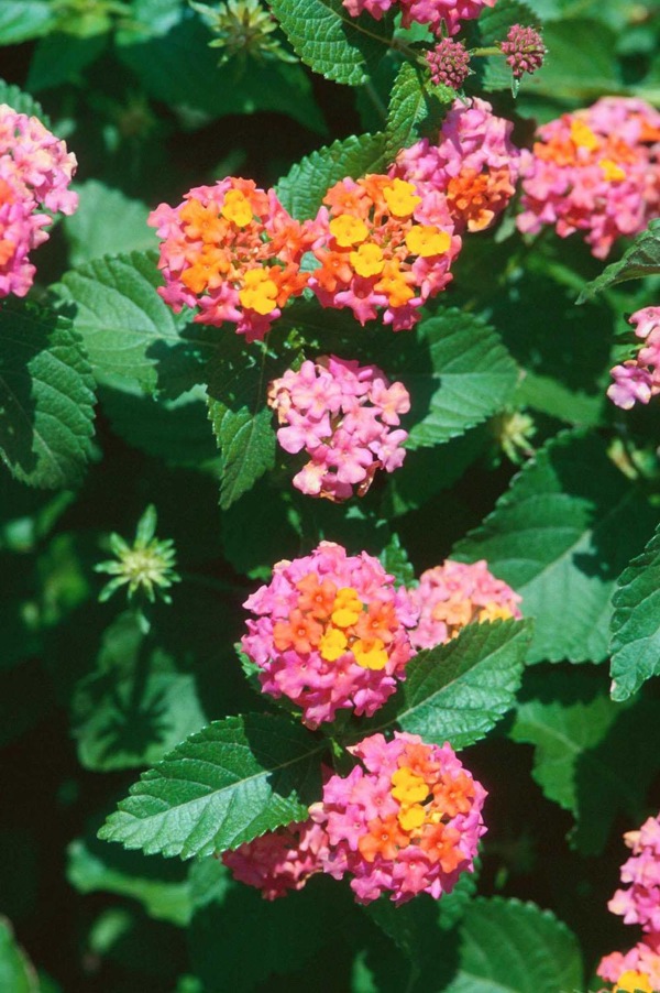 Growing the sonset hardy lantana (Lantana camara), perennial, shrub