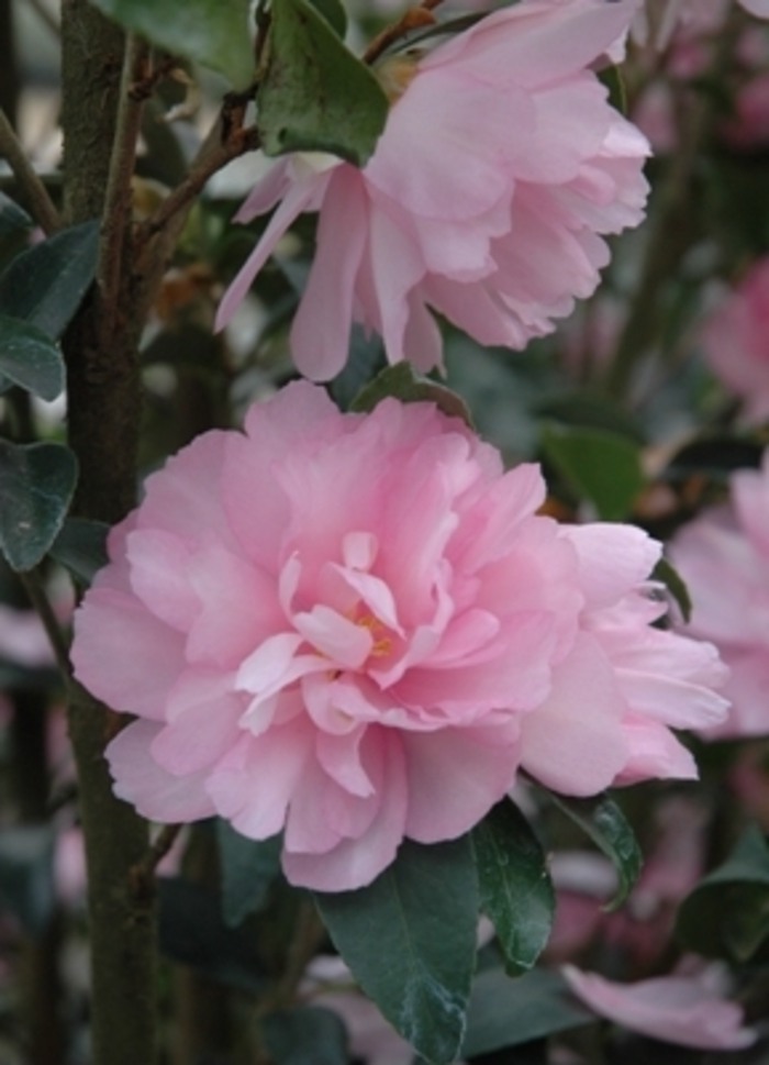 Growing the cotton candy camellia sasanqua, perennial, evergreen, shrub