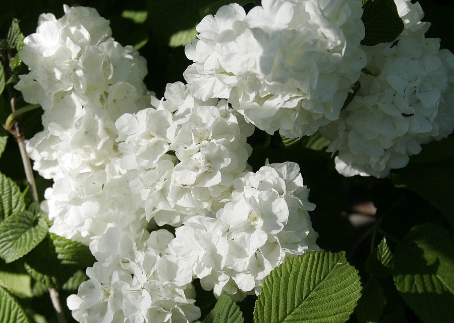 Growing the pearlific fragrant snowball viburnum bush (Viburnum PIIVIB