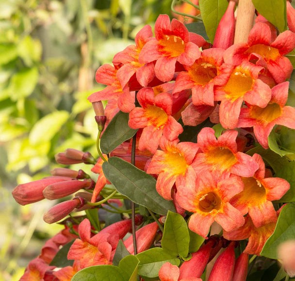 Growing the tangerine beauty crossvine bignonia (Bignonia capreolata