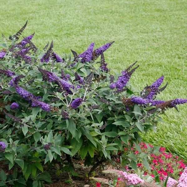 Growing the pugster blue butterfly bush (Buddleia), perennial, shrub