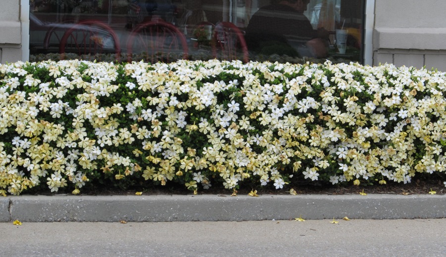 Growing the hardy fragrant daisy gardenia bush (Gardenia jasminoides