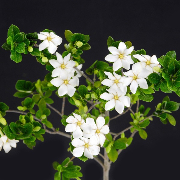 Growing the scentamazing gardenia (Gardenia jasminoides Leetwo