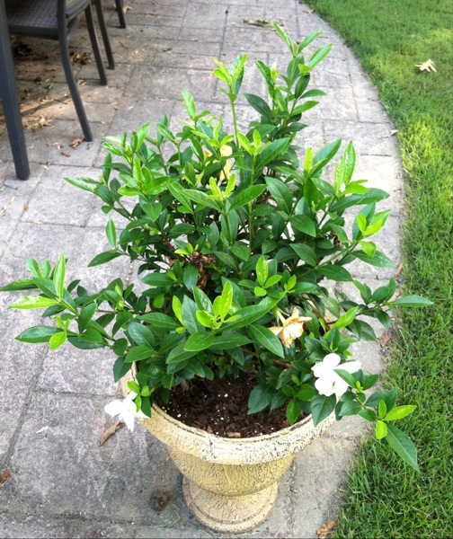 Growing the jubilation gardenia (Gardenia jasminoides Leeone