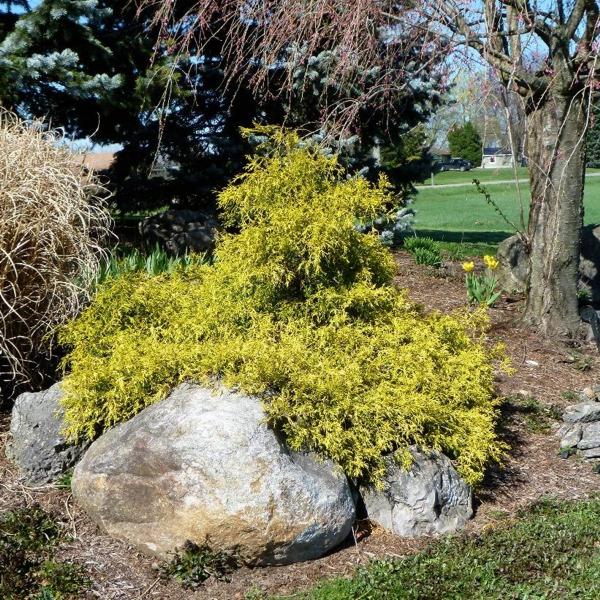 Growing the gold mop threadleaf cypress (Chamaecyparis pisifera