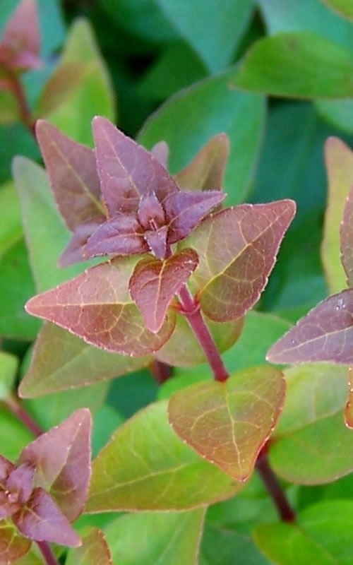 Growing the rose creek dwarf abelia, perennial, evergreen, shrub