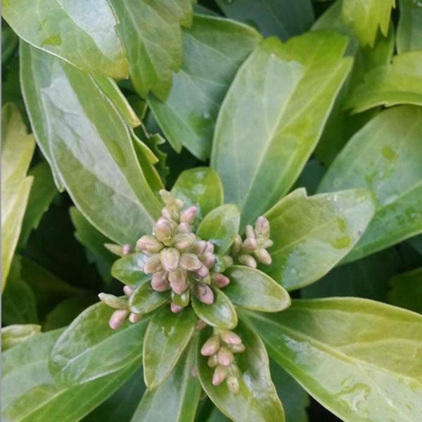Growing the pachysandra (japanese spurge) (Pachysandra terminalis