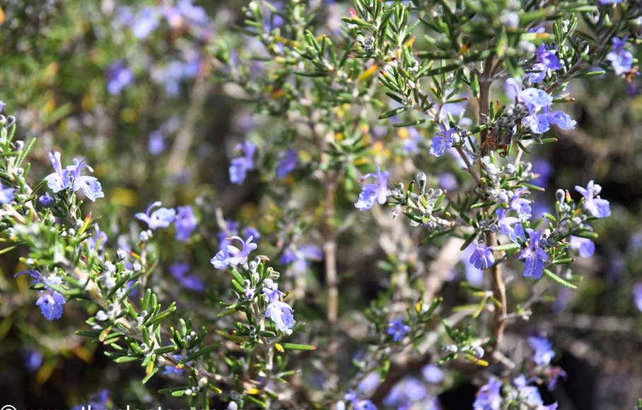 Growing the blue lagoon rosemary (Rosemary officinalis), perennial