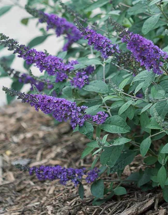 Growing the lo & behold blue chip junior butterfly bush, perennial