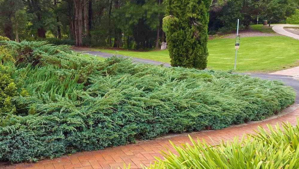 Growing the blue rug juniper (Juniperus horizontalis), perennial