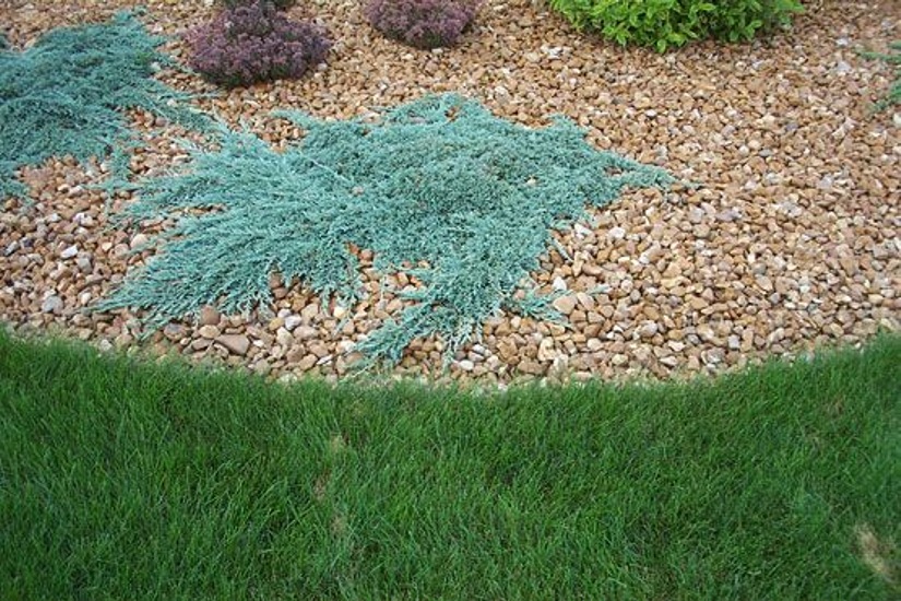 Growing the blue rug juniper (Juniperus horizontalis), perennial
