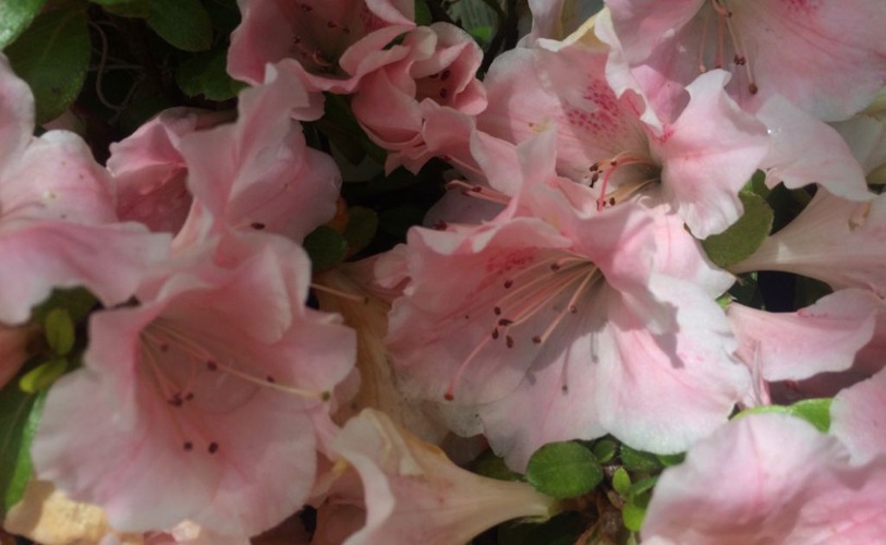 Growing the sir robert dwarf azalea, perennial, evergreen, shrub