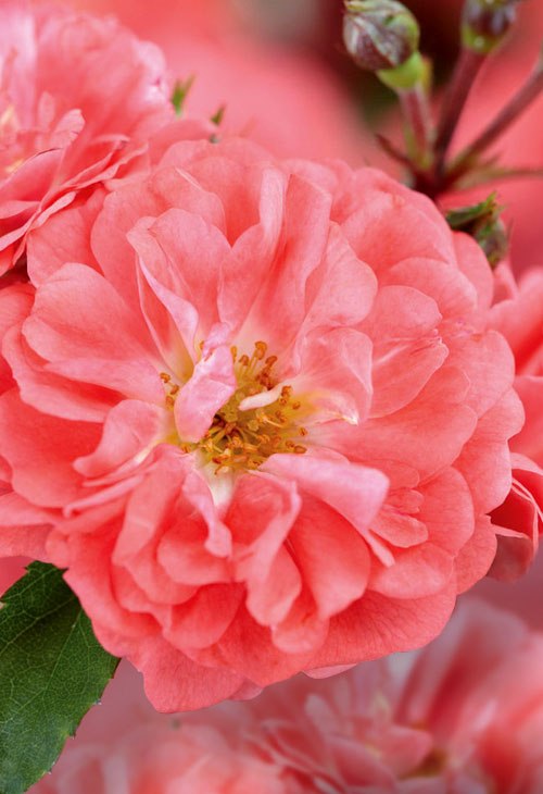 Growing the coral drift groundcover rose (Rose Meidrifora), perennial