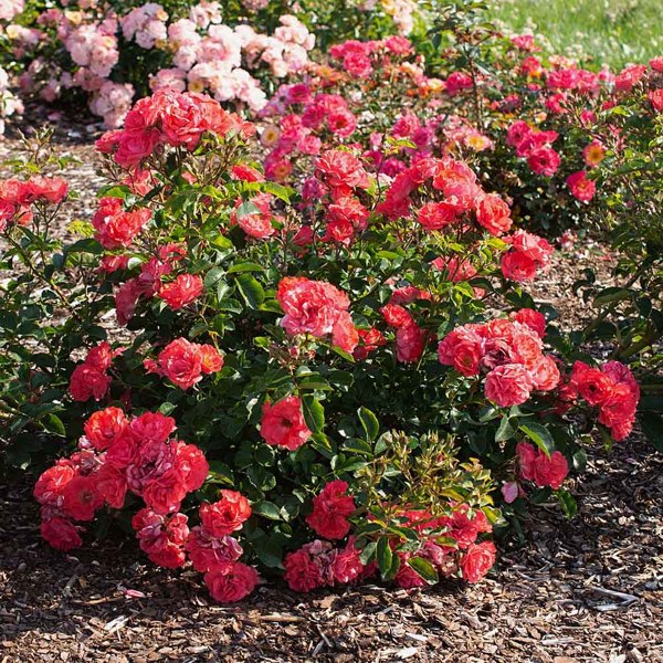 Growing the coral drift groundcover rose (Rose Meidrifora), perennial