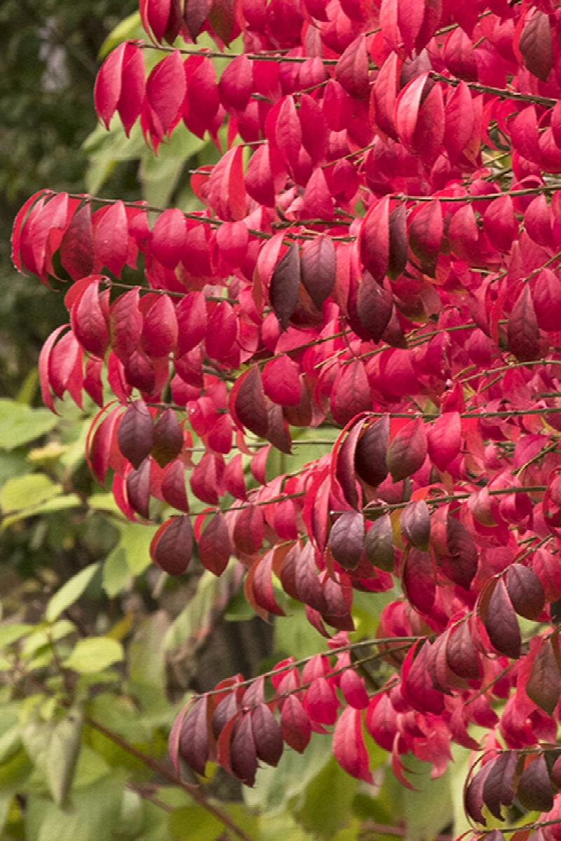 Growing the dwarf burning bush (Euonymus alatus Compacta), perennial, berry, flowering, hedges