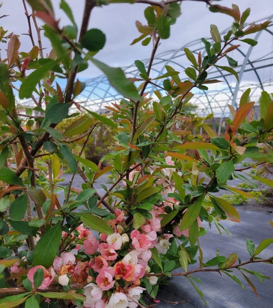 Growing the toyo nishiki flowering quince (Chaenomeles speciosa