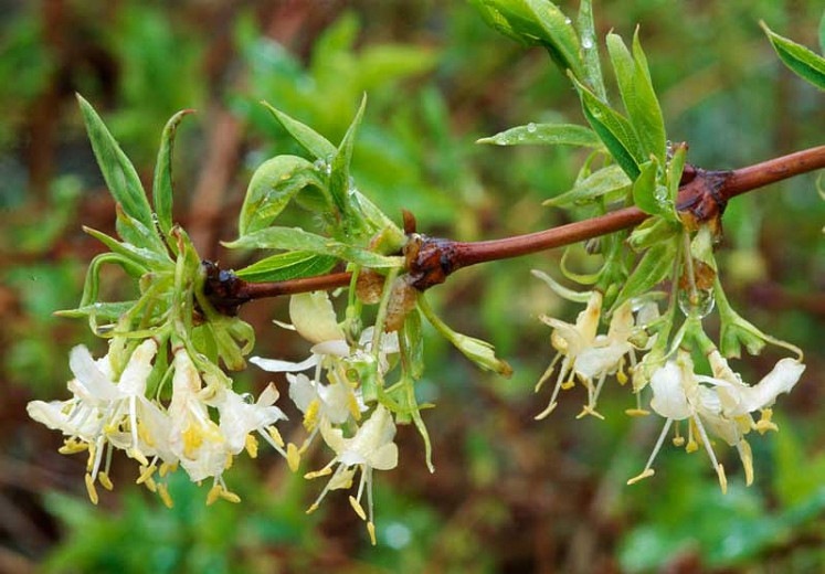 Growing the fragrant winter honeysuckle bush (Lonicera fragrantissima