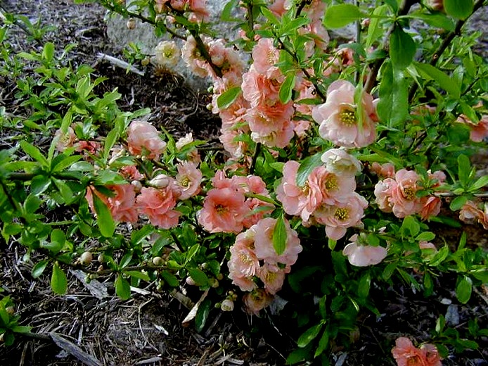 Growing the cameo flowering quince (Chaenomeles x superba Cameo