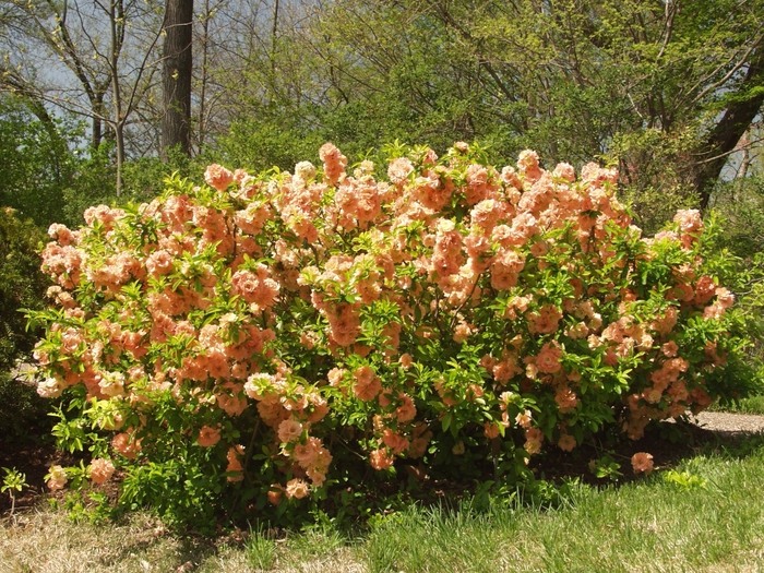 Growing the cameo flowering quince (Chaenomeles x superba Cameo