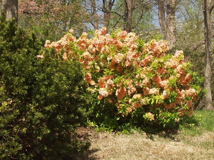 Growing the cameo flowering quince (Chaenomeles x superba Cameo
