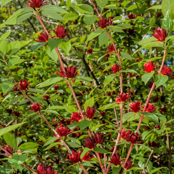 Growing the sweetshrub (carolina allspice) (Calycanthus floridus), perennial, shrub, flowering
