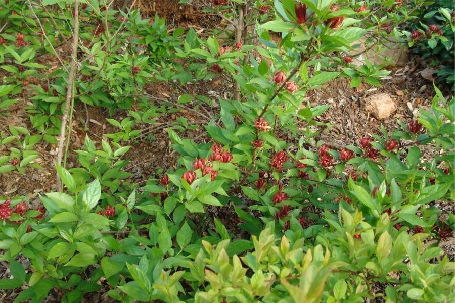Growing the sweetshrub (carolina allspice) (Calycanthus floridus), perennial, shrub, flowering