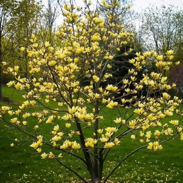 Growing the yellow bird magnolia tulip tree (Magnolia x brooklynensis), perennial, tree, shrub