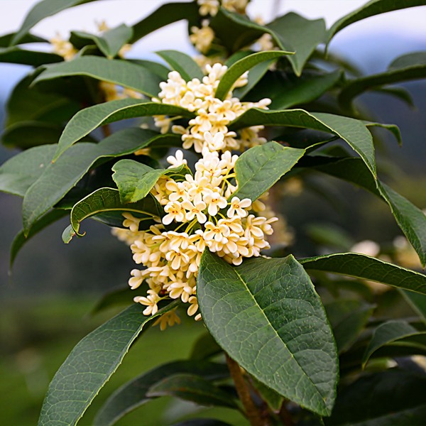 Growing the fragrant white tea olive (Osmanthus fragrans), perennial