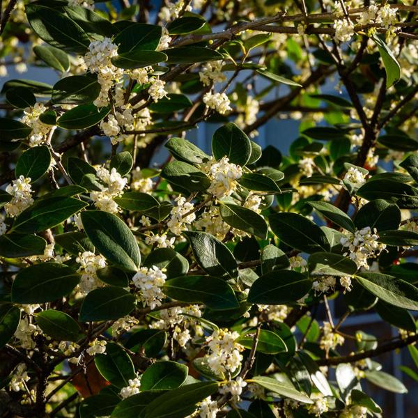 Growing the fragrant white tea olive (Osmanthus fragrans), perennial