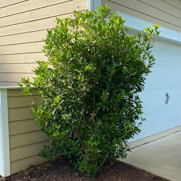 Growing the fragrant white tea olive (Osmanthus fragrans), perennial