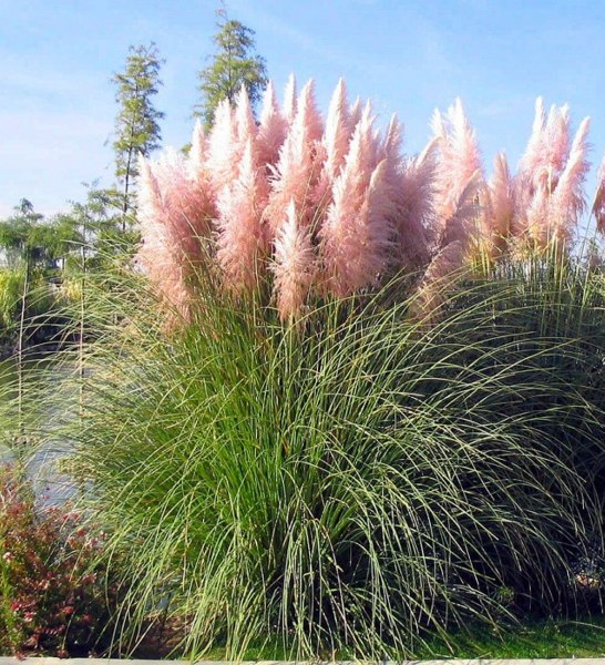 Growing the pink pampas grass (Cortaderia selloana), annual, grass