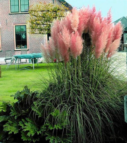 Growing the pink pampas grass (Cortaderia selloana), annual, grass