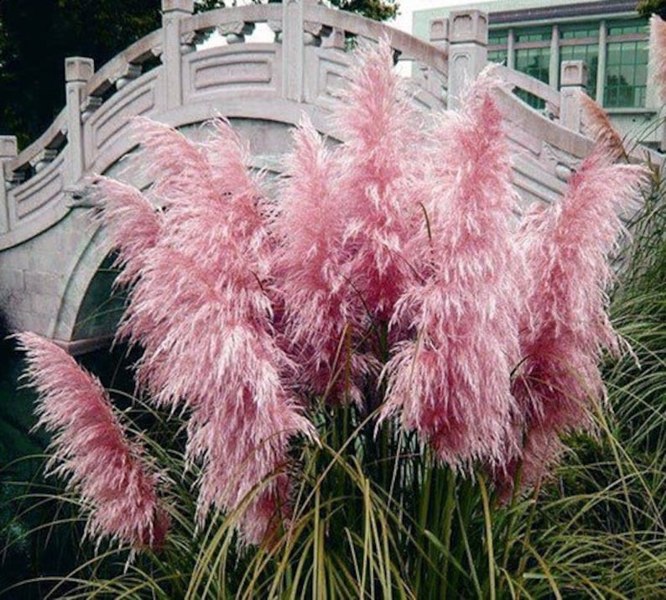 Growing the pink pampas grass (Cortaderia selloana), annual, grass