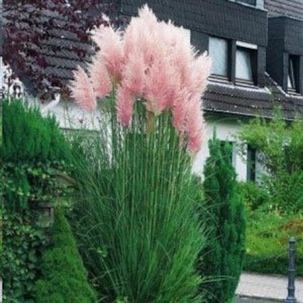 Growing the pink pampas grass (Cortaderia selloana), annual, grass