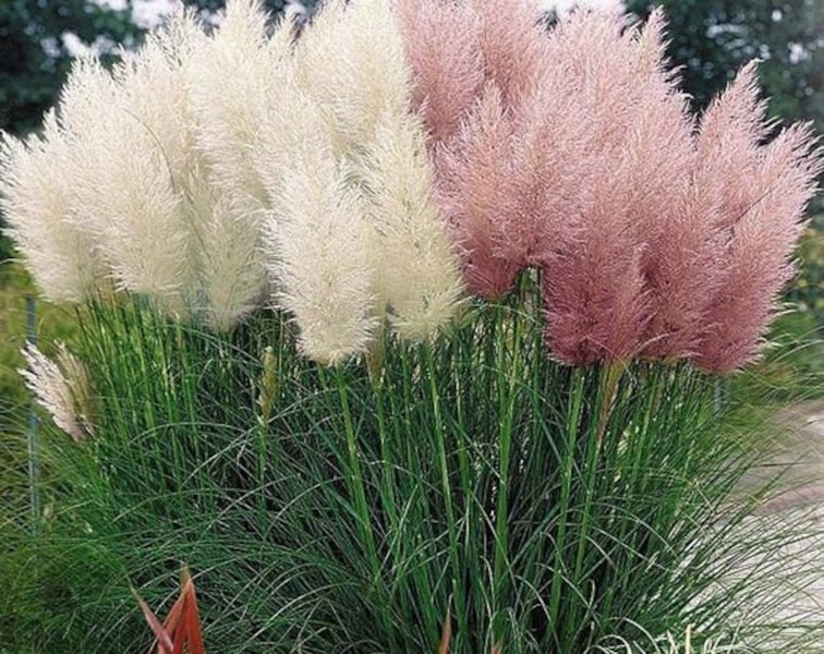 Growing the pink pampas grass (Cortaderia selloana), annual, grass