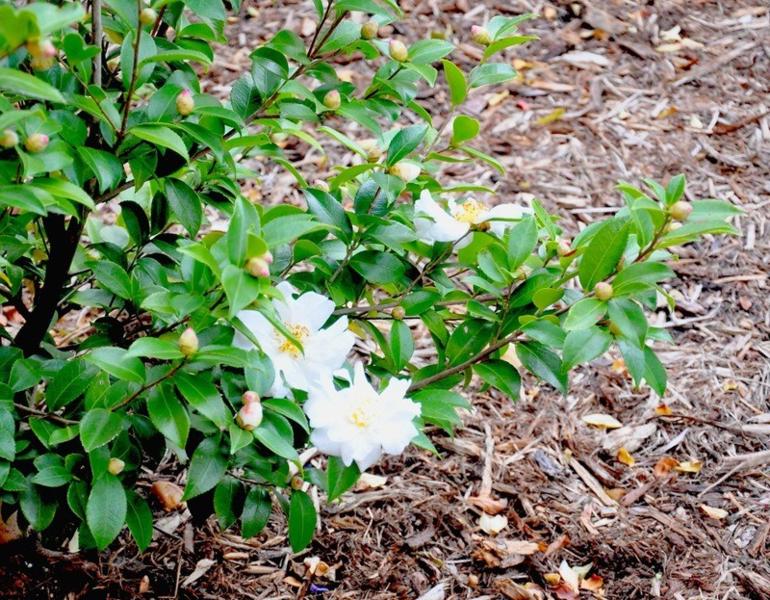 Growing the winter's snowman camellia hybrid, perennial, evergreen