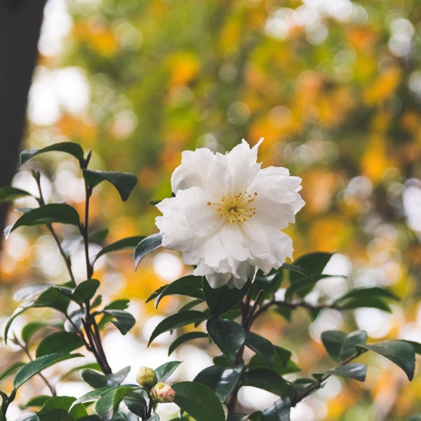 Growing the winter's snowman camellia hybrid, perennial, evergreen