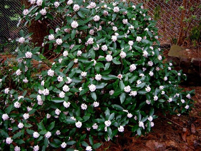 Growing the winter's snowman camellia hybrid, perennial, evergreen