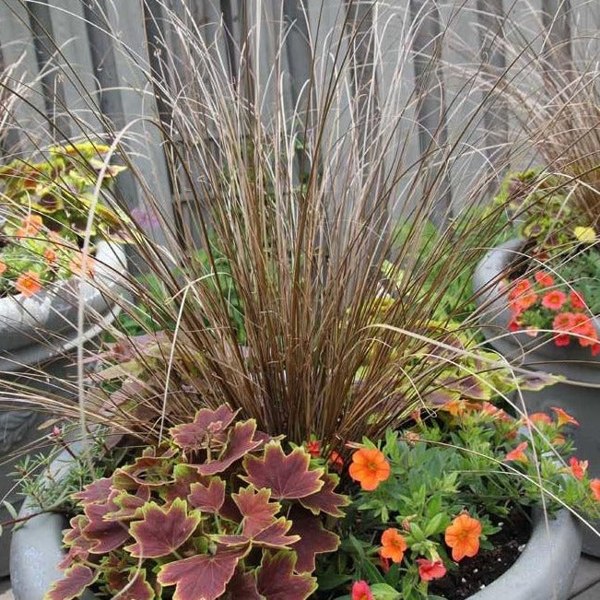 Growing the red rooster carex (Carex buchananii), perennial, annual