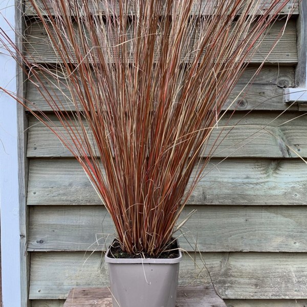 Growing the red rooster carex (Carex buchananii), perennial, annual