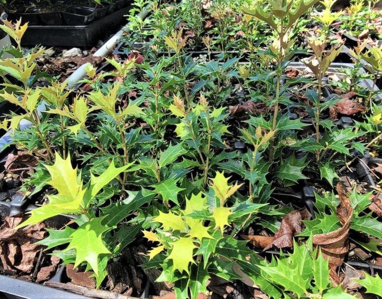 Growing the party lights pink flush tea olive (Osmanthus heterophyllus