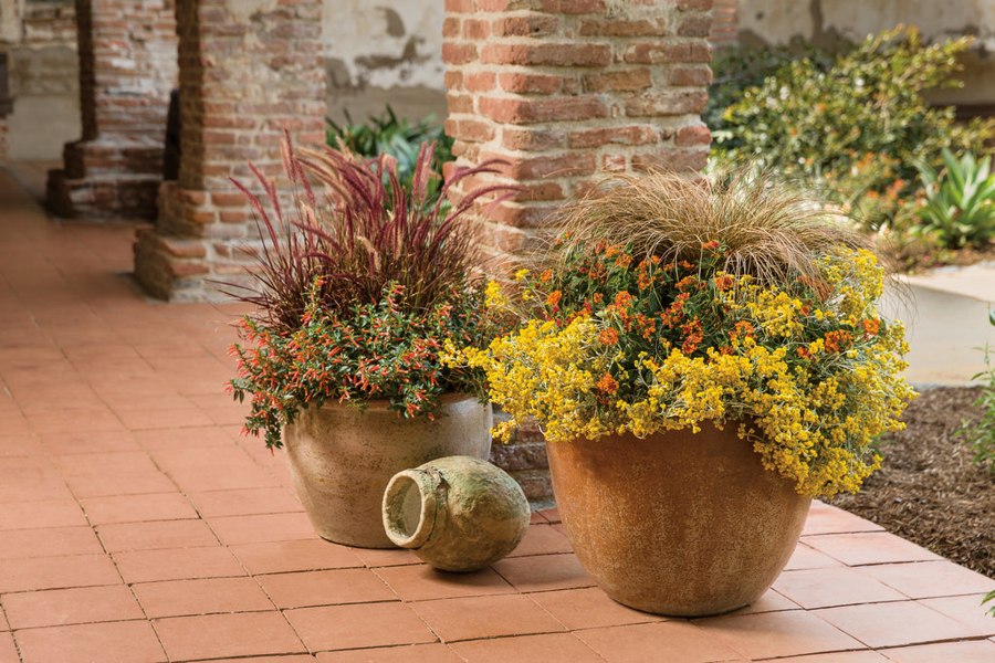 Growing the toffee twist carex flagellifera (Carex flagellifera