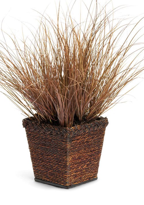 Growing the toffee twist carex flagellifera (Carex flagellifera