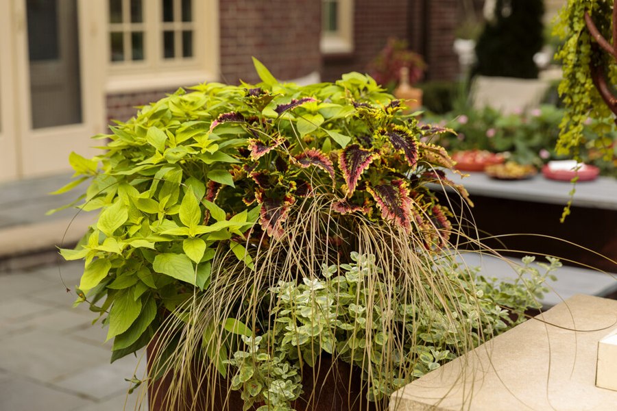 Growing the toffee twist carex flagellifera (Carex flagellifera