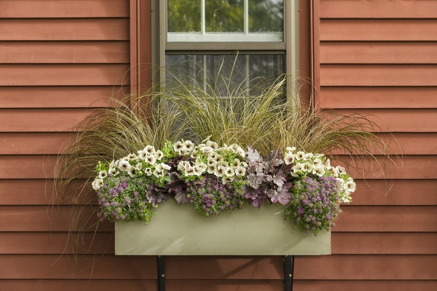 Growing the toffee twist carex flagellifera (Carex flagellifera