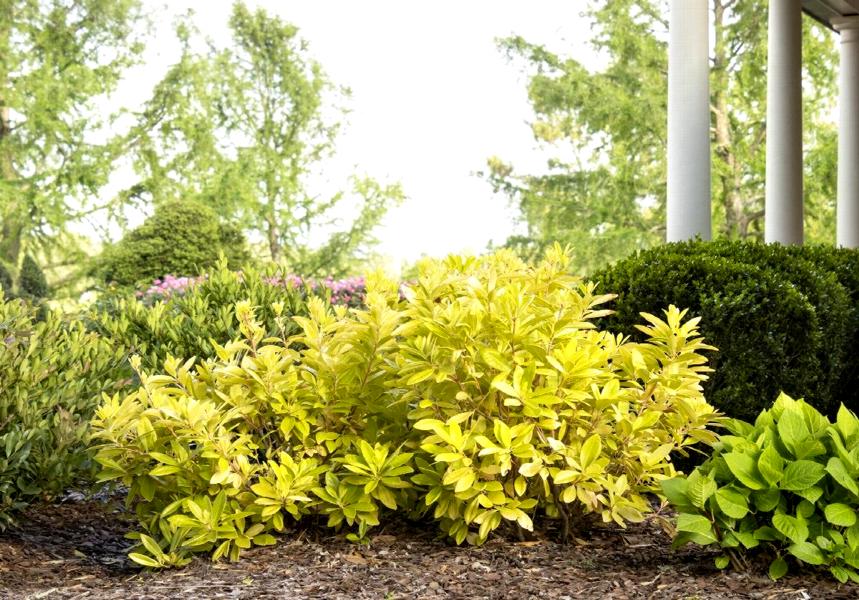 Growing the florida sunshine anise (Illicium parviflorum), perennial