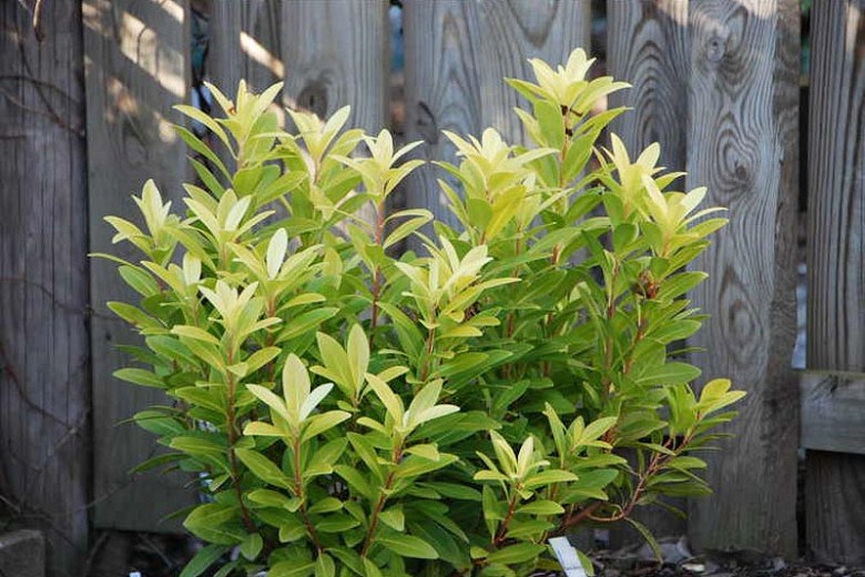 Growing the florida sunshine anise (Illicium parviflorum), perennial