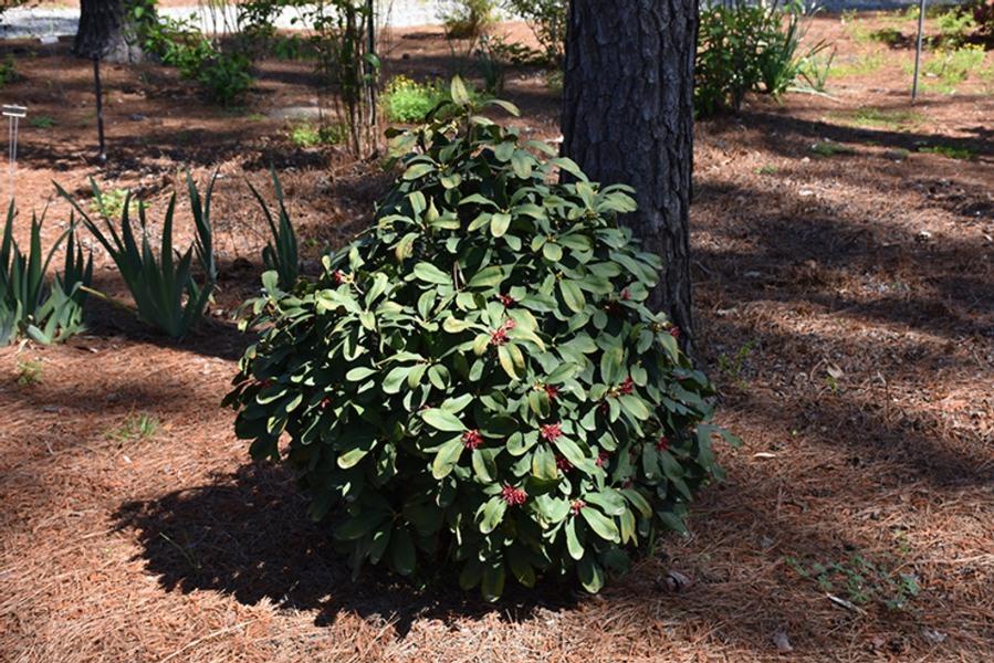 Growing the miss scarlett florida anise (Illicium floridanum