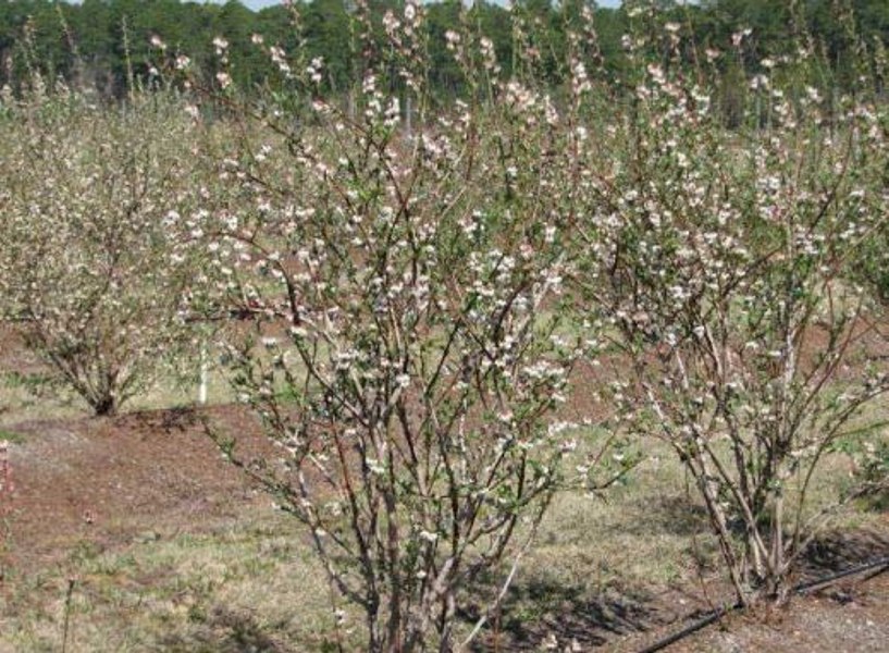 Growing the titan blueberry (Vaccinium ashei), perennial, shrub, berry
