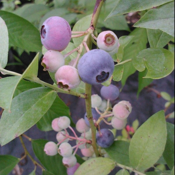 Growing the titan blueberry (Vaccinium ashei), perennial, shrub, berry